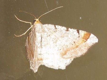 Macaria liturata - Geometridae